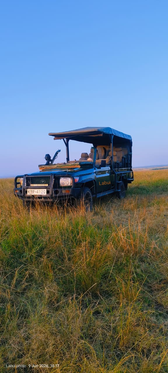 Safari game drive moment captured by Labui Maasaimara guest